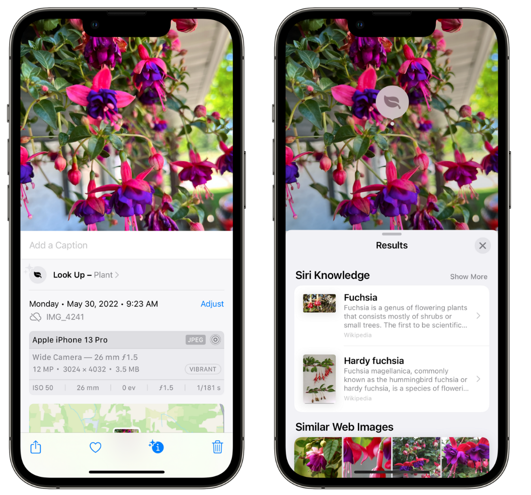 大悟苹果手机维修分享小技巧：使用 iPhone 相机识别花卉植物 
